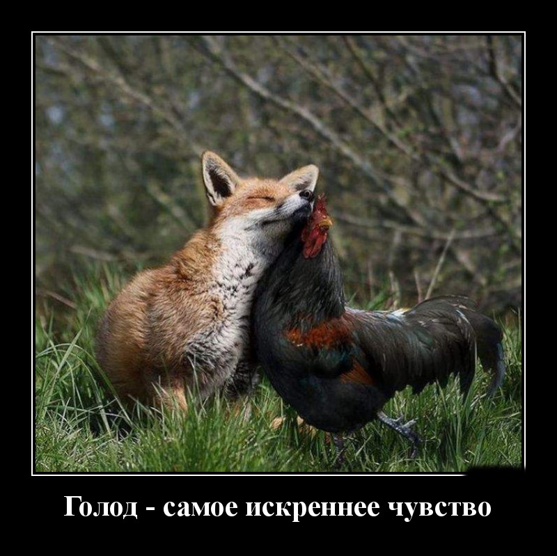 Podborka luchshikh demotivatorov 511 075